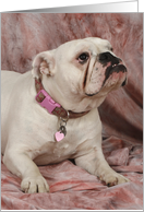 Reyna the English Bulldog card