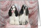 Indie and Bennett the American Cocker Spaniels card