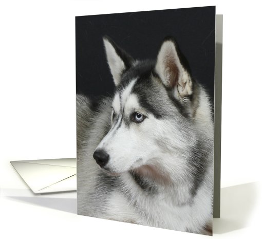 Tampa the Siberian Husky card (426311)