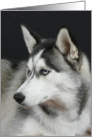 Tampa the Siberian Husky card