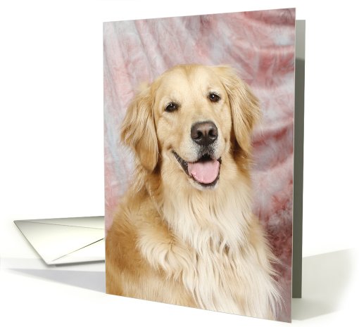 Sari the Golden Retriever card (426317)