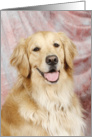 Sari the Golden Retriever card