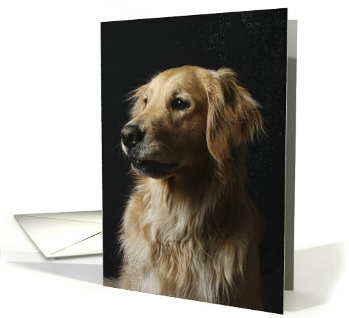 Sari the Golden Retriever card (426319)