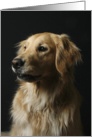 Sari the Golden Retriever card