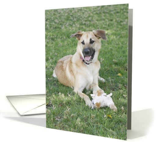 Karma the Chinook Dog card (428326)