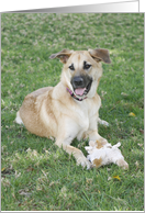 Karma the Chinook Dog card