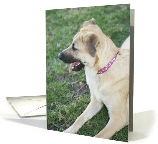 Karma the Chinook Dog card (428328)