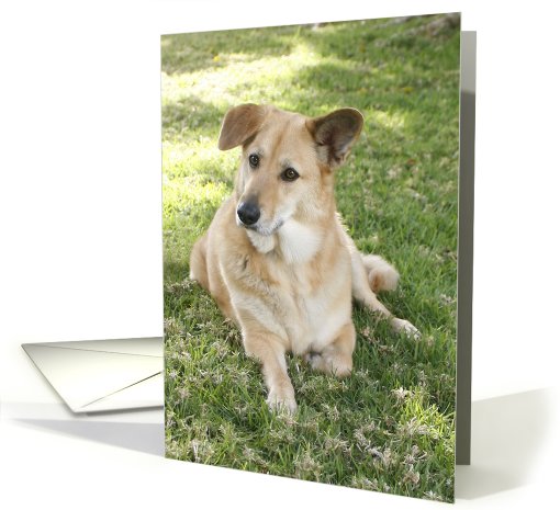 Tali the Chinook Dog card (428332)