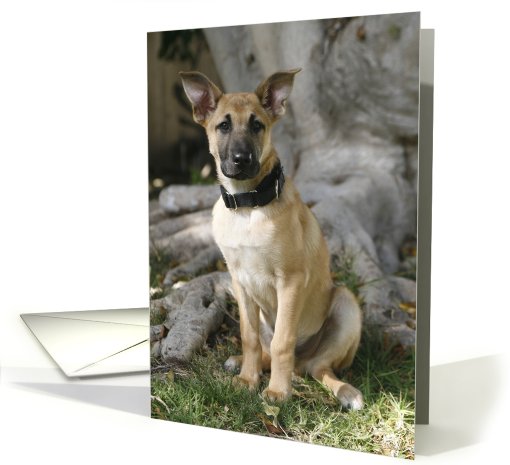Bandit the Chinook Puppy card (428334)