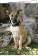 Bandit the Chinook Puppy card