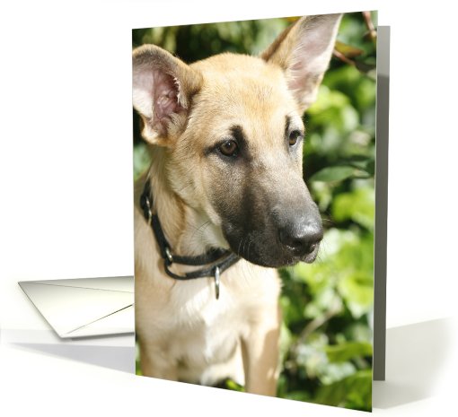 Bandit the Chinook Puppy card (428336)