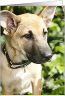 Bandit the Chinook Puppy card