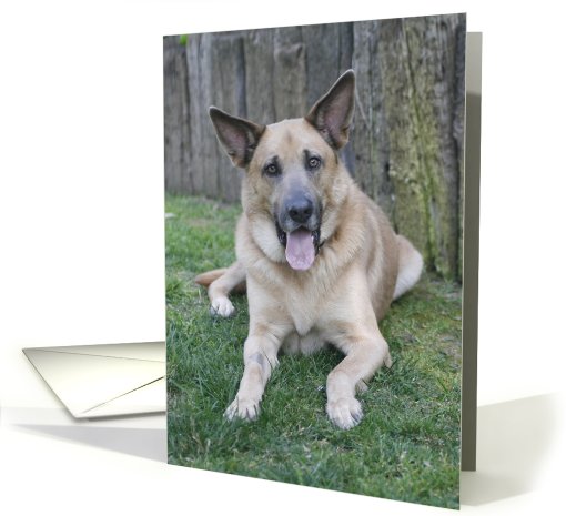 Ki the Chinook Dog card (428337)