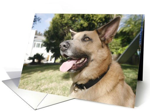 Ki the Chinook Dog card (428338)