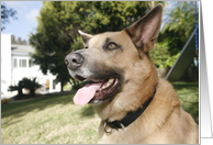 Ki the Chinook Dog card