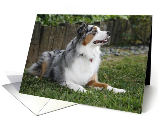 Kora the Australian Shepherd card (428339)