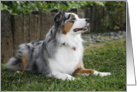 Kora the Australian Shepherd card