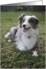 Kora the Australian Shepherd card