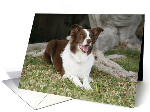 Mia the Border Collie card (428343)