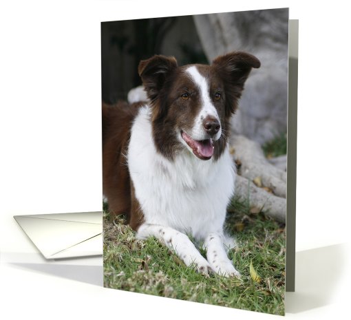 Mia the Border Collie card (428344)