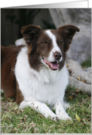 Mia the Border Collie card