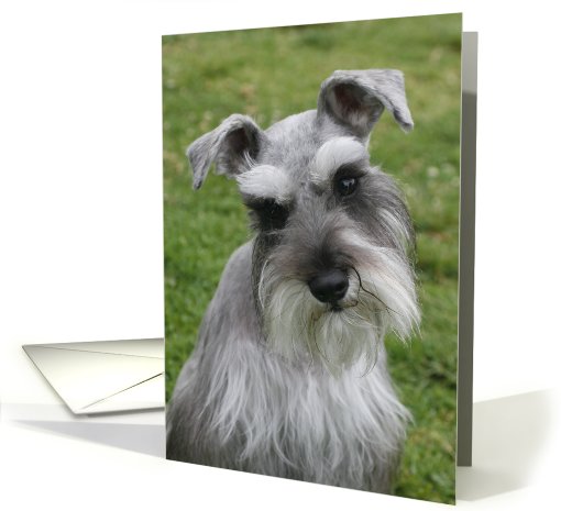 Carmella the Miniature Schnauzer card (428725)