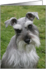 Carmella the Miniature Schnauzer card