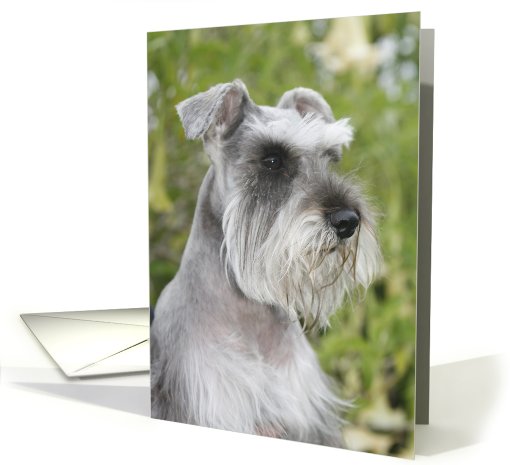 Carmella the Miniature Schnauzer card (428726)
