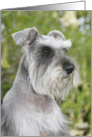 Carmella the Miniature Schnauzer card