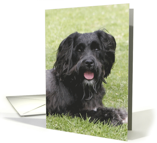 Diego the Miniature Schnauzer card (428730)