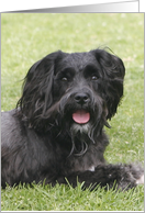 Diego the Miniature Schnauzer card