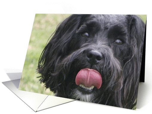 Diego the Miniature Schnauzer card (428732)