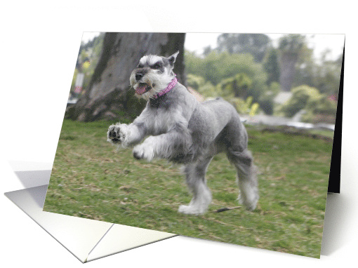 Molly the Miniature Schnauzer card (428749)