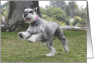 Molly the Miniature Schnauzer card