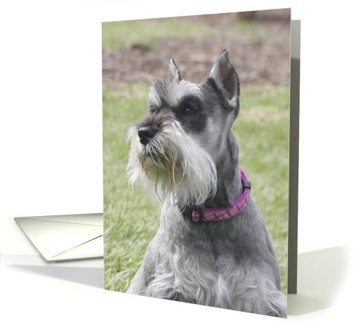 Molly the Miniature Schnauzer card (428752)