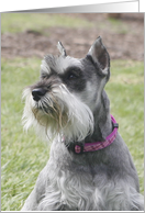 Molly the Miniature Schnauzer card