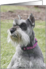 Molly the Miniature Schnauzer card