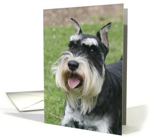 Oliver the Miniature Schnauzer card (428754)