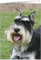 Oliver the Miniature Schnauzer card