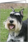 Oliver the Miniature Schnauzer card