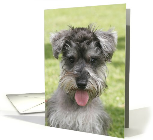 Kaiser the Miniature Schnauzer card (428757)
