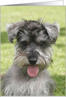 Kaiser the Miniature Schnauzer card
