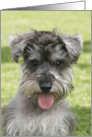 Kaiser the Miniature Schnauzer card