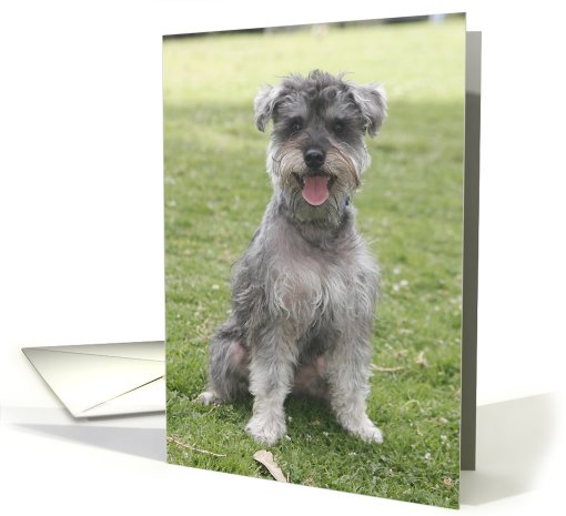 Kaiser the Miniature Schnauzer card (428758)