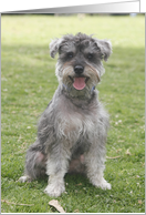 Kaiser the Miniature Schnauzer card