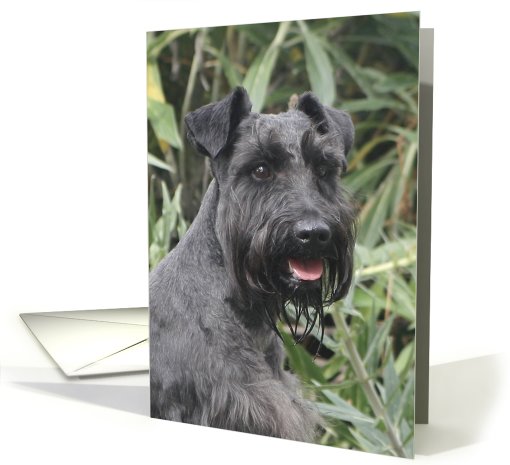 Night the Miniature Schnauzer card (428760)