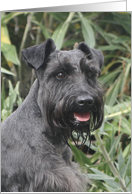 Night the Miniature Schnauzer card