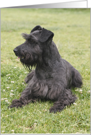 Night the Miniature Schnauzer card