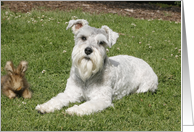 Bella the Miniature Schnauzer card