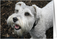 Bella the Miniature Schnauzer card